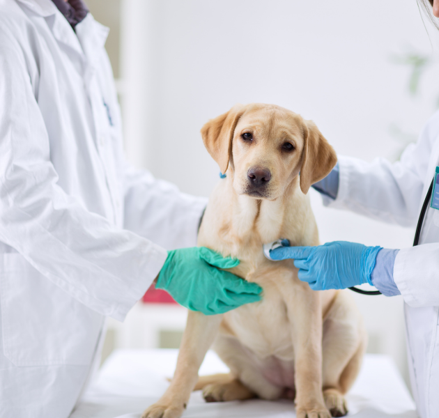 Patim Güvende Sigortası